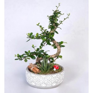 Beton Saksıda Howartia Zebrina ve Zelkova Bonsai