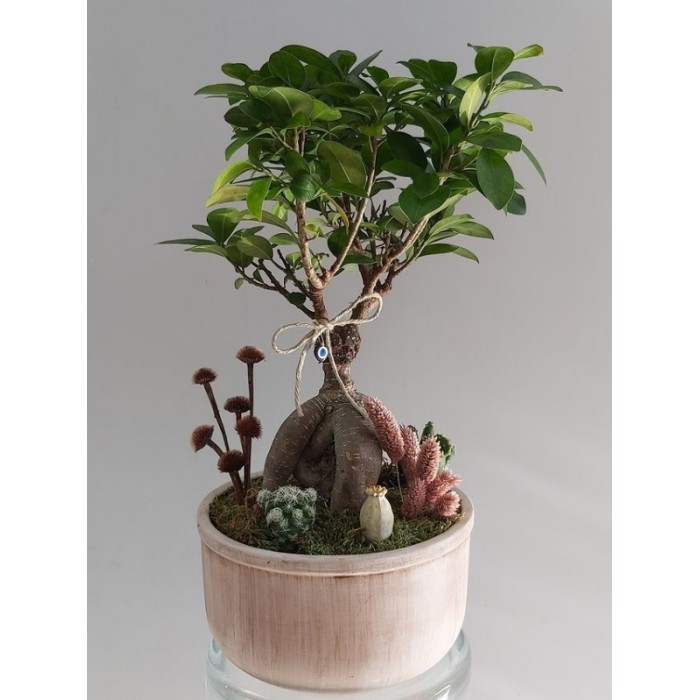 Decorative Bonsai Tree