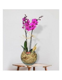 2 Branches of Purple Orchid Flowers in a Glass Jar