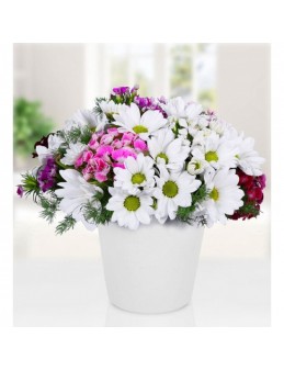 Wishful Daisy Vase