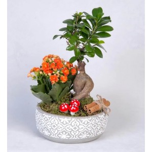 Beton Saksıda Turuncu Kalanchoeler ve Ficus Ging Seng Bonsai