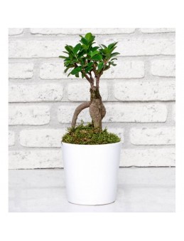 Ficus Bonsai in Ceramic Vase