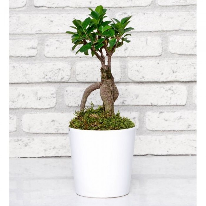 Ficus Bonsai in Ceramic Vase