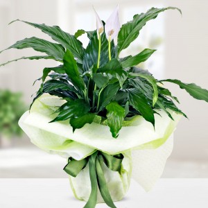 Barış Çiçeği Spathiphyllum (Spatifilyum) 